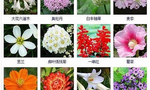 花的昵称名字大全简单_花的昵称名字大全简单一点